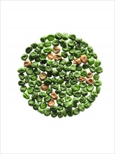 Studio shot of Pea Seeds and Bean Seeds on white background. Photo : David Arky
