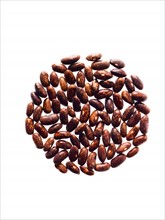 Studio shot of Red Bean Seeds on white background. Photo: David Arky