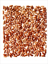 Studio shot of Red Bean Seeds on white background. Photo: David Arky