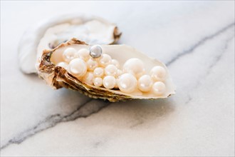 Studio shot of pearls in oyster.