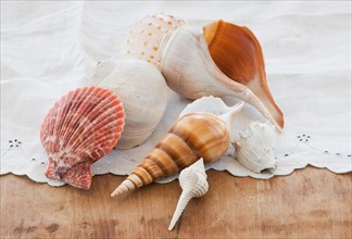 Various seashells on table.