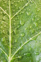 Close up of raindrops on green leaf. Photo : Jamie Grill