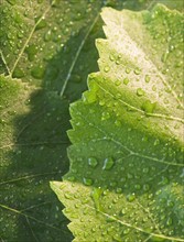 Close up of raindrops on green leafs. Photo : Jamie Grill
