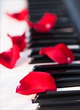 Close up of red rose petals lying on piano keys. Photo: Daniel Grill