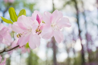 Close-up of cherry blossom. Photo : Chris Hackett