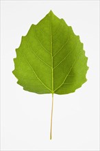 Bigtooth Aspen Leaf. Photo : Chris Hackett