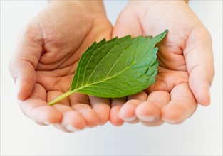 Hand holding leaf.