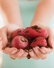 Close up of woman's hands holding radish. Photo : Jamie Grill