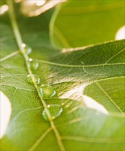 Close up of water drops on leaf. Photo : Jamie Grill