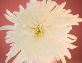 Close up of chrysanthemum flower. Photo : Jamie Grill