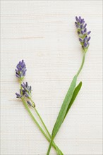 Studio shot of fresh lavender. Photo: Kristin Lee