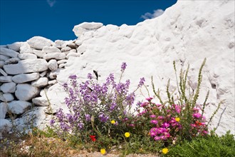 Greece, Cyclades Islands, Mykonos, Flowers by church wall.