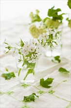 White flowers with green leaves in jars.