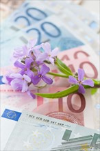 Flowers on European union banknotes.