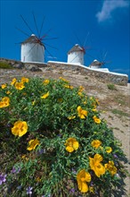 Greece, Cyclades Islands, Mykonos, Flowers near old windmills.