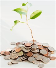 Plant growing on heap of coins, studio shot. Photo : Jamie Grill