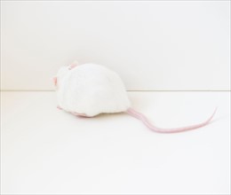 Studio shot of white mouse. Photo: Jamie Grill