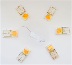 Studio shot of mouse surrounded by mouse traps. Photo : Jamie Grill