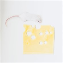 Studio shot of white mouse and slice of swiss cheese. Photo : Jamie Grill