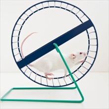 Studio shot of white mouse in exercise wheel. Photo : Jamie Grill