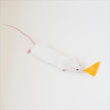 Studio shot of white mouse with slice of cheese. Photo: Jamie Grill