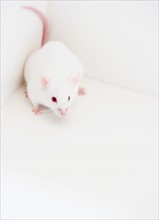 Studio shot of white mouse in corner. Photo: Jamie Grill