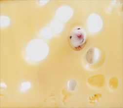 Studio shot of white mouse looking through hole in swiss cheese. Photo : Jamie Grill