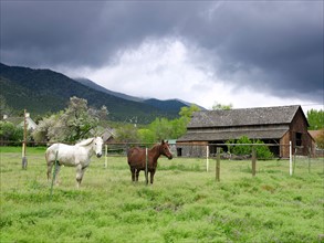 USA, Utah, Horses on ranch. Photo : John Kelly
