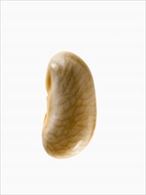 Studio shot of White Bean Seed on white background. Photo: David Arky