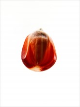 Studio shot of Red Corn Seed on white background. Photo : David Arky