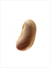 Close-up of white bean seed, studio shot. Photo : David Arky