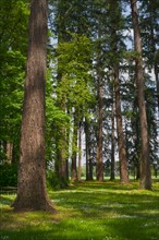 USA, Oregon, Fir trees forest. Photo: Gary J Weathers