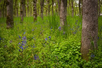 USA, Oregon, Salem, Wildflowers among oak trees. Photo: Gary J Weathers