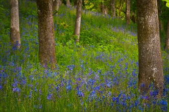USA, Oregon, Salem, Wildflowers among oak trees. Photo : Gary J Weathers
