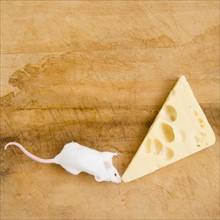 Studio shot of white mouse and slice of cheese. Photo: Jamie Grill
