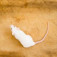Studio shot of white mouse. Photo: Jamie Grill