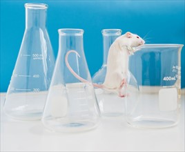 Studio shot of white mouse climbing laboratory vial. Photo : Jamie Grill