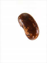 Studio shot of Bean Seed on white background. Photo: David Arky