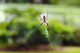 Close up of Argiope Spider on spider web.