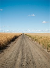 USA, Oregon, Wasco, Dirt road between wheat fields.
