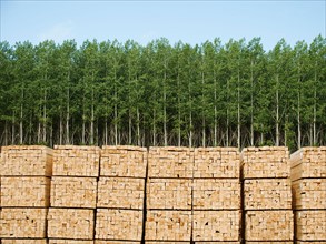 Orderly stacks of timber in timber plantation.