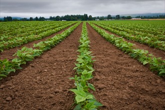 USA, Oregon, Marion County, Field of green beans. Photo : Gary J Weathers