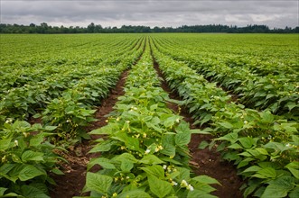 USA, Oregon, Marion County, Field of green beans blooming. Photo: Gary J Weathers