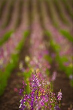 USA, Oregon, Marion County, Linaria flowers. Photo: Gary J Weathers