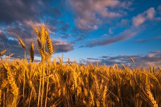 USA, Oregon, Marion County, Wheat field. Photo : Gary J Weathers