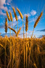 USA, Oregon, Marion County, Wheat field. Photo: Gary J Weathers