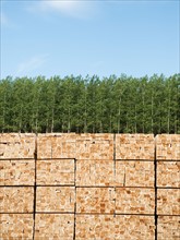 Orderly stack of timber in tree farm.