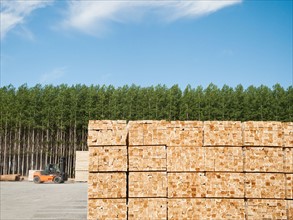 Orderly stack of timber in tree farm.