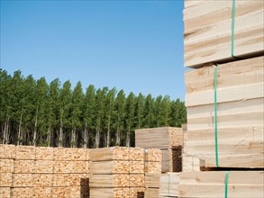 Orderly stacks of timber in tree farm. Photo: Erik Isakson