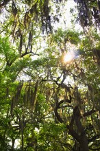 USA, Georgia, Savannah, Oak trees with spanish moss.